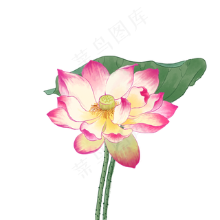 中国风荷花水彩画