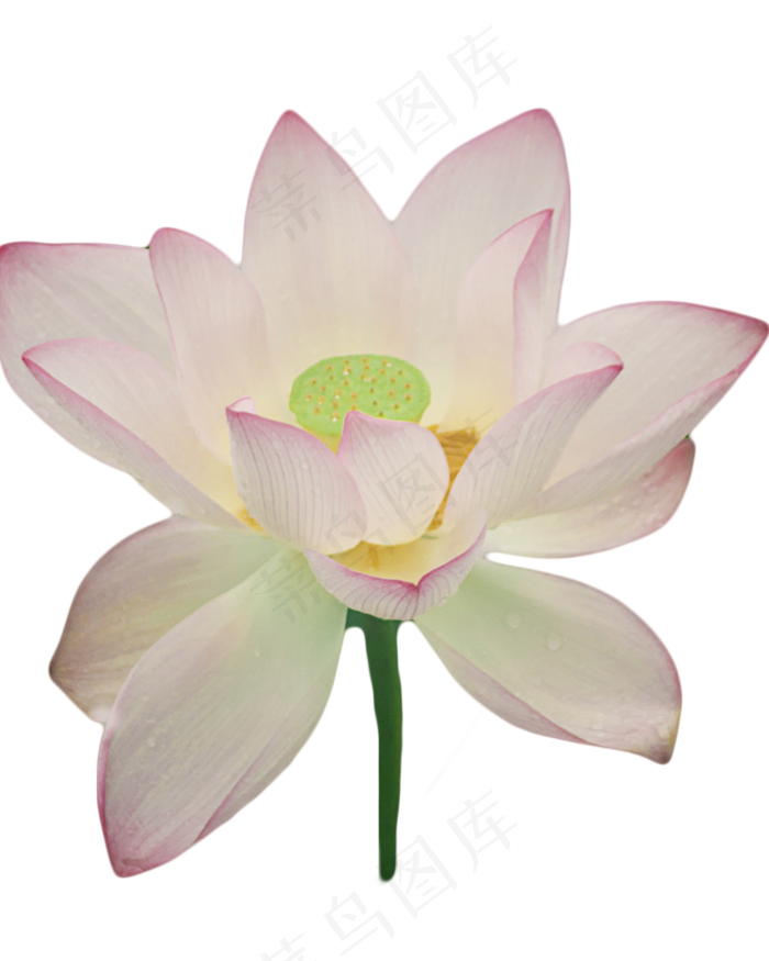 夏天盛开的荷花