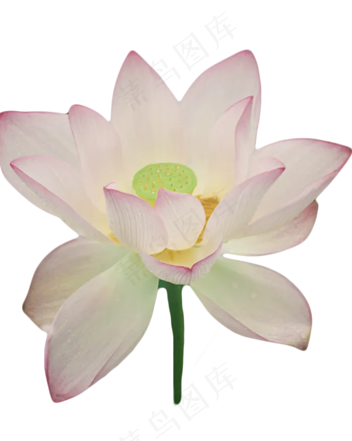 夏天盛开的荷花(1300X1625(DPI:300))psd模版下载