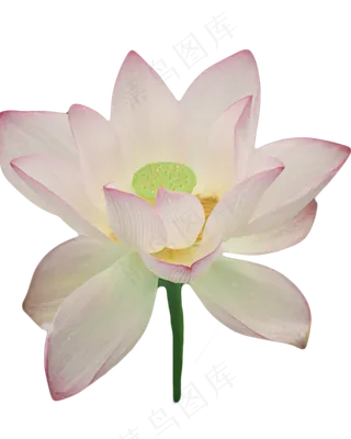 夏天盛开的荷花