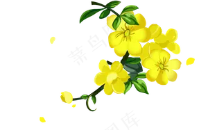 迎春花矢量素材下载,免抠元素
