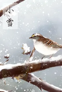 小雪-麻雀-冬天-小鸟