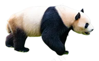 动物熊猫,免抠元素
