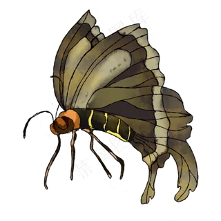 蝴蝶仿真蝴蝶手绘装饰