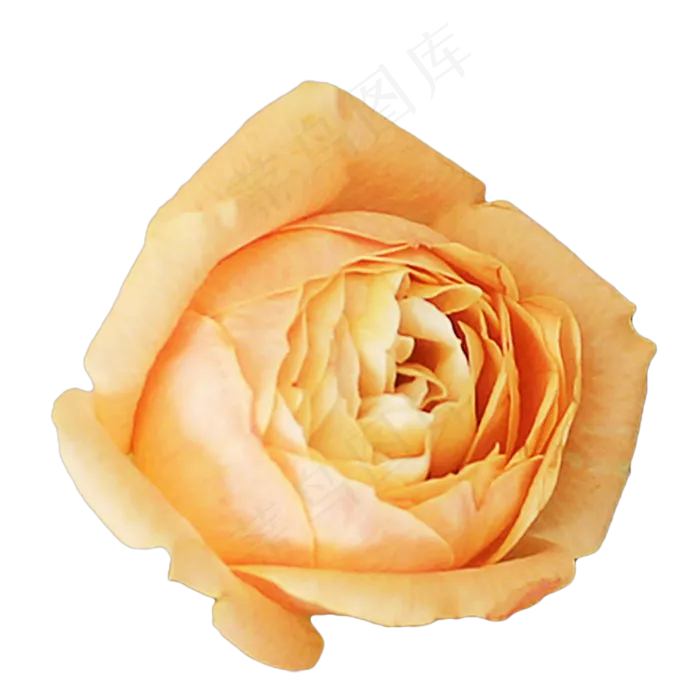 玫瑰月季(2333*2333px 300 dpi )