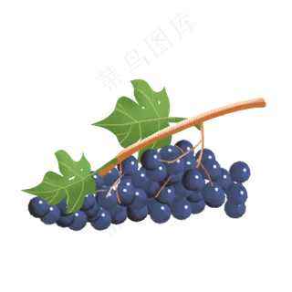 手绘水果png素材