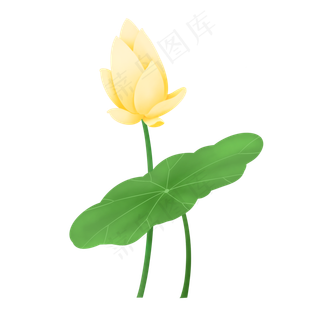 夏日清新植物淡黄色荷花