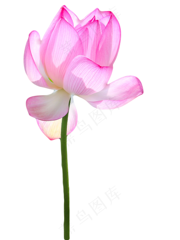 荷花莲花(1076X1429(DPI:72))psd模版下载