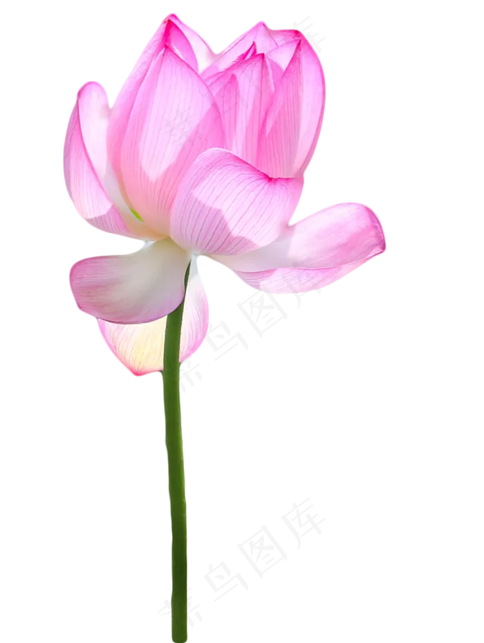 荷花莲花(1076X1429(DPI:72))psd模版下载