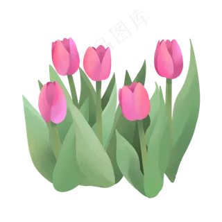 手绘鲜花装饰素材郁金香荷兰花