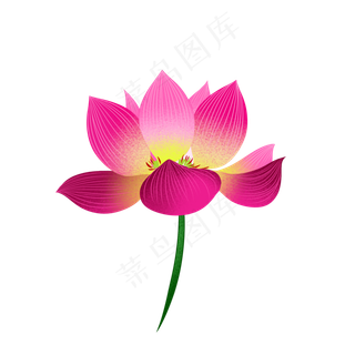 花荷花莲花