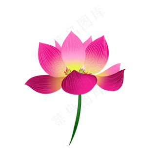 花荷花莲花 花荷花莲花