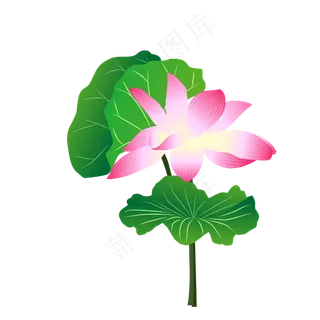矢量荷叶荷花主题手绘