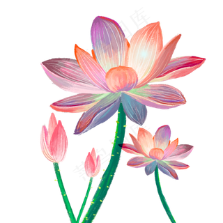 夏日荷塘荷花中国风手绘主题