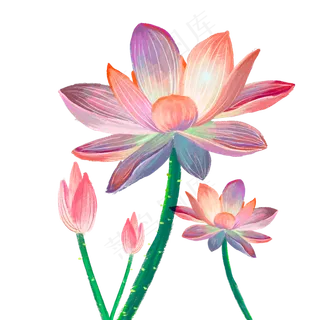 夏日荷塘荷花中国风手绘主题