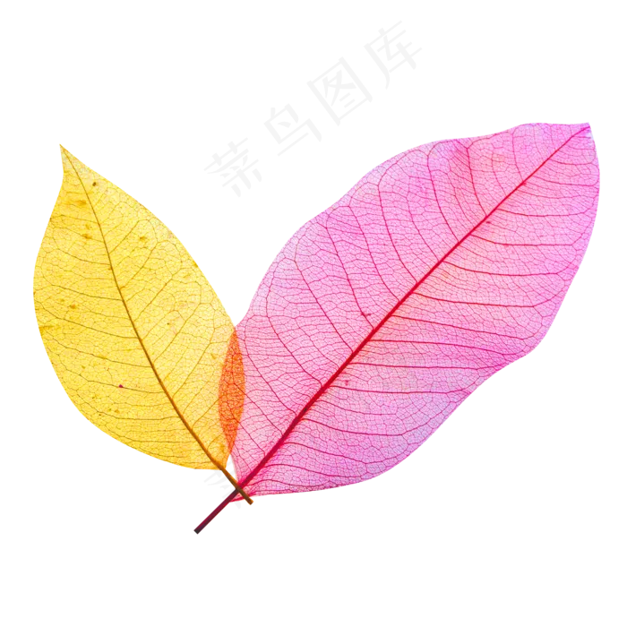 彩色叶片(2000*2000px 300 dpi )