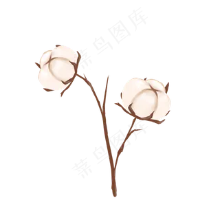 一朵饱满的白棉花