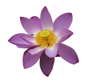一朵荷花
