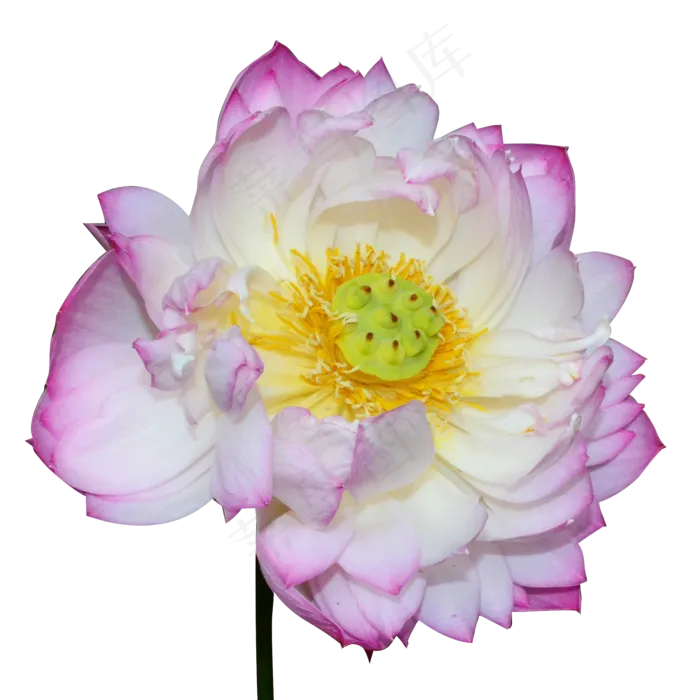 粉色荷花池塘夏季公园(2000X2000(DPI:300))