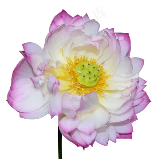 粉色荷花池塘夏季公园