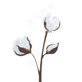 小满节气白棉花