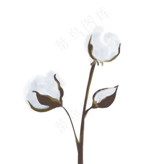 小满节气白棉花