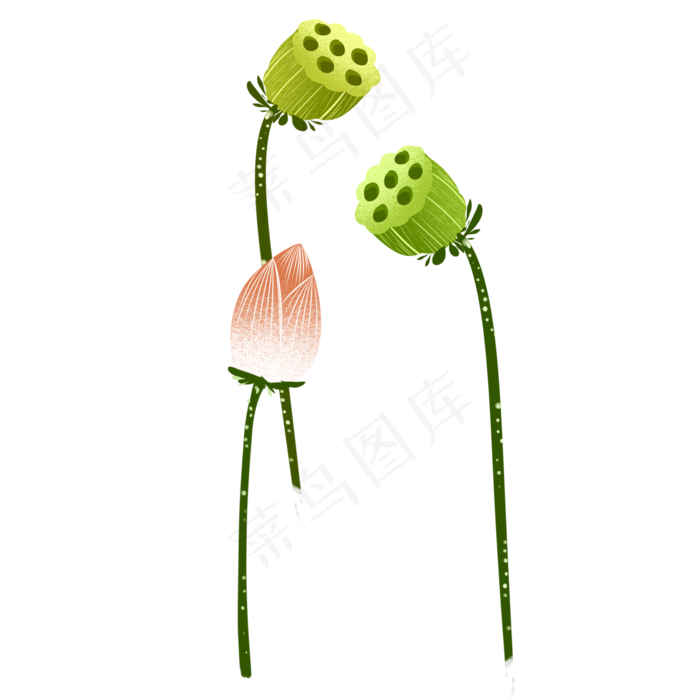 荷花荷叶莲花莲藕(2000X2000(DPI:299))psd模版下载