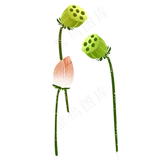 荷花荷叶莲花莲藕