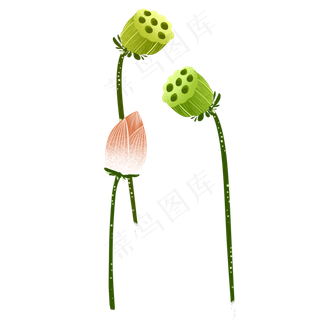 荷花荷叶莲花莲藕