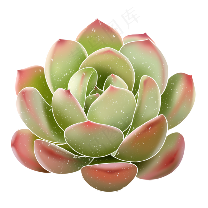 春季水彩植物多肉