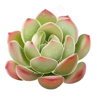 春季水彩植物多肉 春季水彩植物多肉