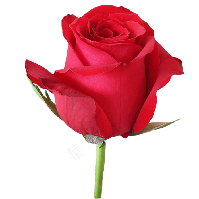 鲜艳红玫瑰花朵