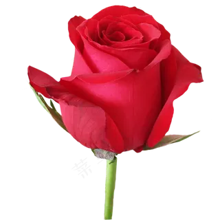 鲜艳红玫瑰花朵