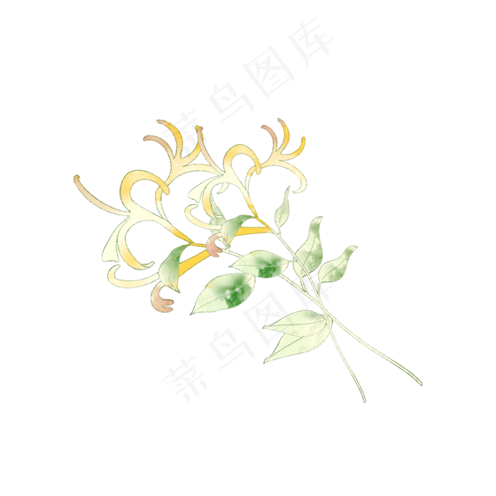 手绘金银花