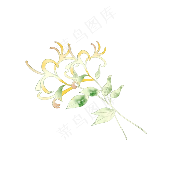 手绘金银花(2000X2000(DPI:300))psd模版下载