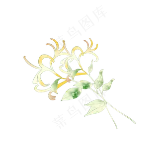 手绘金银花