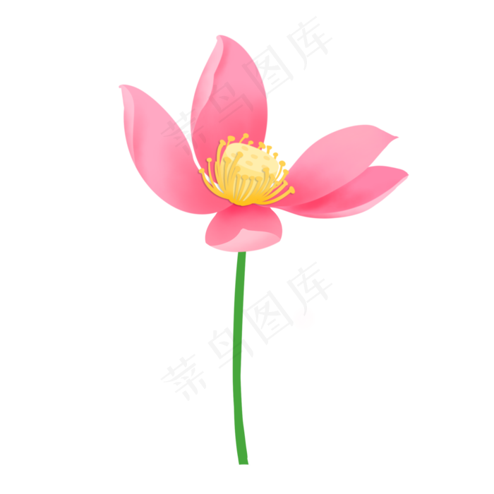 花瓣凋零粉色清新荷花