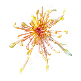 唯美菊花花朵,免抠元素 唯美菊花花朵,免抠元素