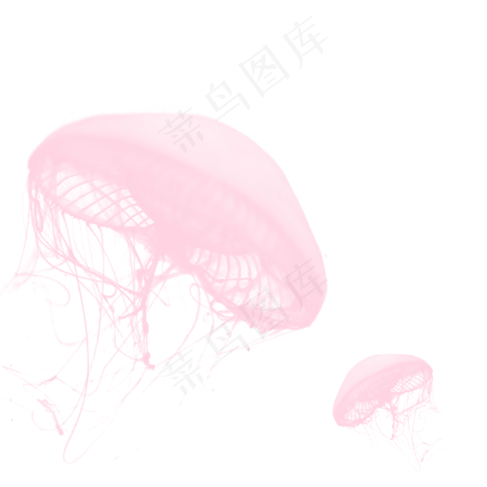 粉红色透明生物水母元素,免抠元素(2000*2000px 300 dpi )psd模版下载