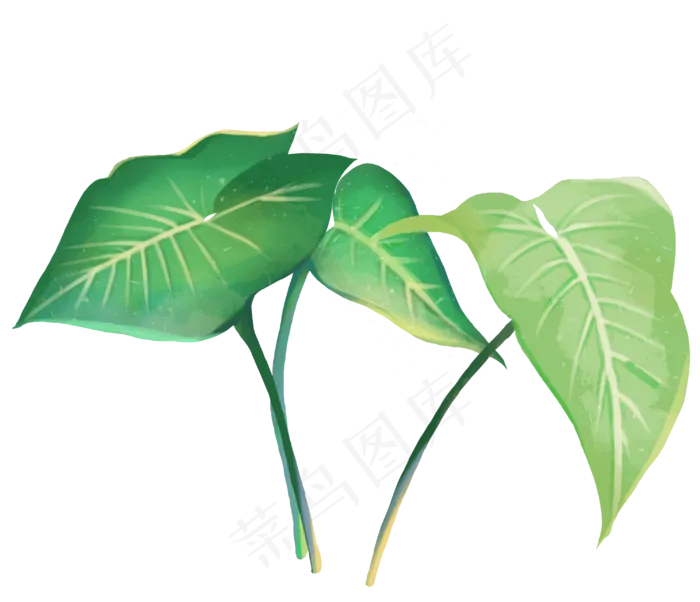 叶子热带植物(3000X2579(DPI:300))psd模版下载