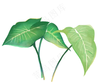 叶子热带植物