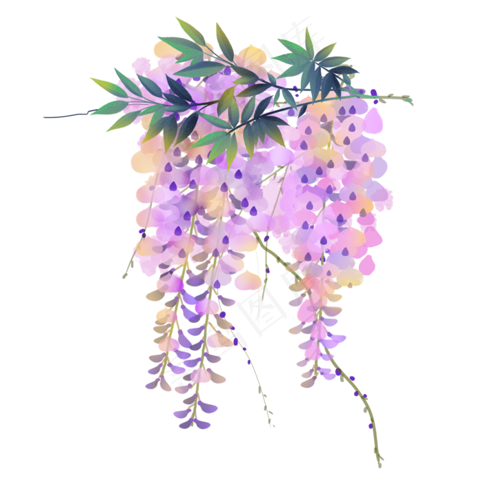 紫藤花树水彩风素材(2000X2000(DPI:300))psd模版下载