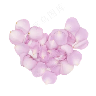 花瓣紫色花瓣玫瑰花瓣摄影实物桃