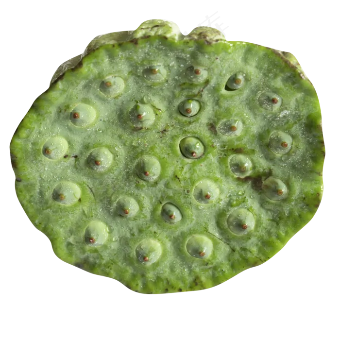 莲蓬美食实拍(2000X2000(DPI:300))psd模版下载