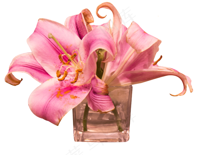 百合鲜花玻璃花瓶实物