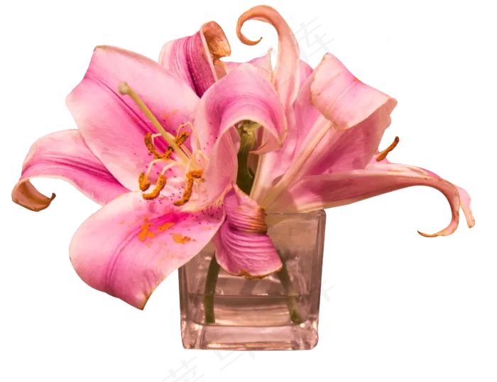 百合鲜花玻璃花瓶实物