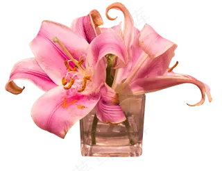 百合鲜花玻璃花瓶实物