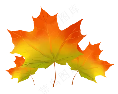黄色的枫叶