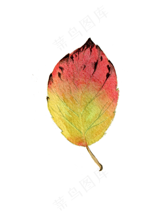 黄色秋天秋季创意水彩叶子
