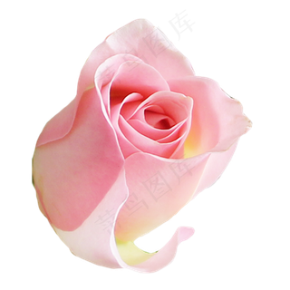 淡粉色玫瑰花,免抠元素